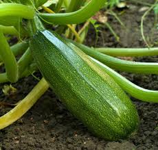 Courgettes bio